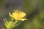 Apalachicola St. Johnswort